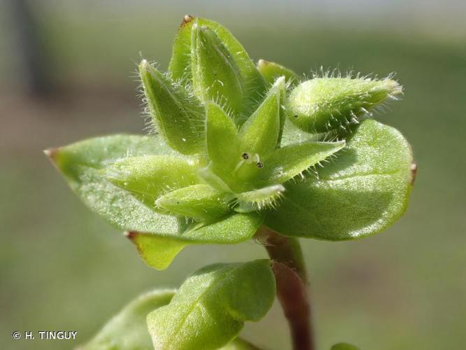 Mouron pâle (Stellaria pallida) © H. TINGUY