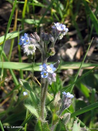 Myosotis cespiteux (Myosotis laxa) © G. Leveslin