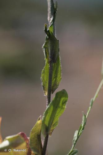 Arabette hérissée (Arabis sagittata) © O. Nawrot