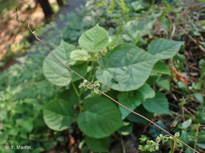 Renouée des haies (Fallopia dumetorum) © Y. Martin