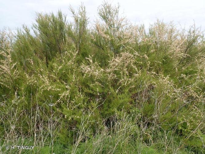 Tamaris de France (Tamarix gallica) © H. TINGUY