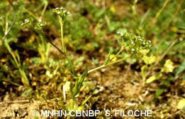 Mâche à fruits velus (Valerianella eriocarpa) © MNHN-CBNBP S. Filoche