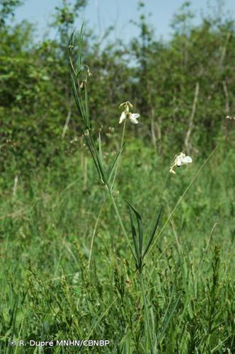 Gesse de Pannonie (Lathyrus pannonicus subsp. asphodeloides) © R. Dupré MNHN/CBNBP