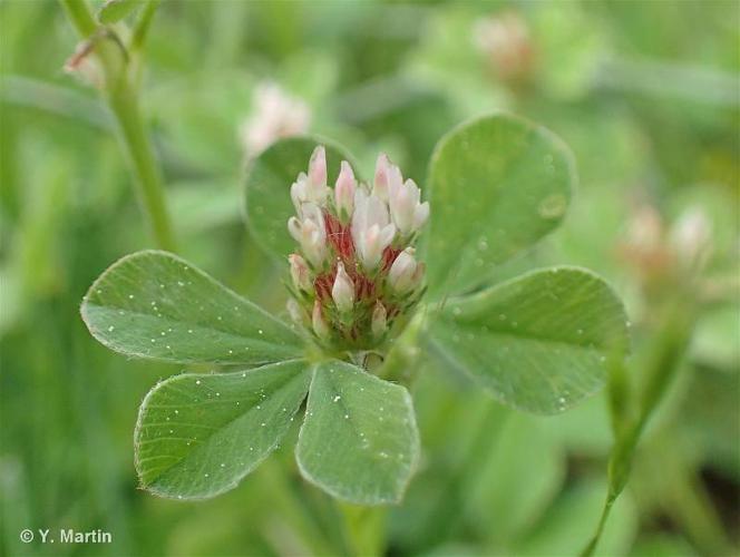 Trèfle strié (Trifolium striatum) © Y. Martin