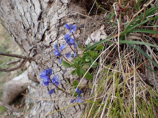 Polygale du calcaire (Polygala calcarea) © Y. Martin