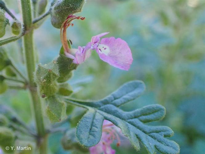 Germandrée botryde (Teucrium botrys) © Y. Martin