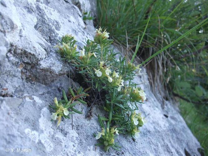 Germandrée des montagnes (Teucrium montanum) © Y. Martin