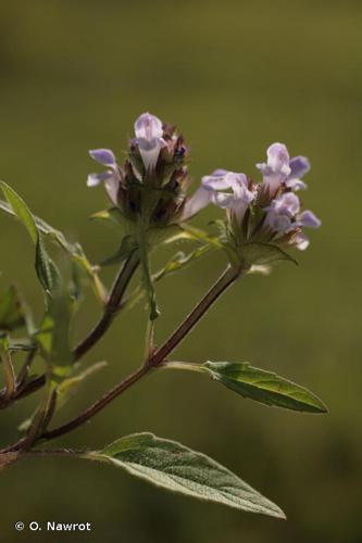 Brunelle intermédiaire (Prunella x intermedia) © O. Nawrot