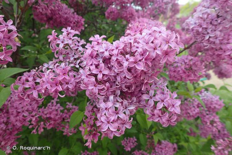 Lilas (Syringa vulgaris) © O. Roquinarc'h