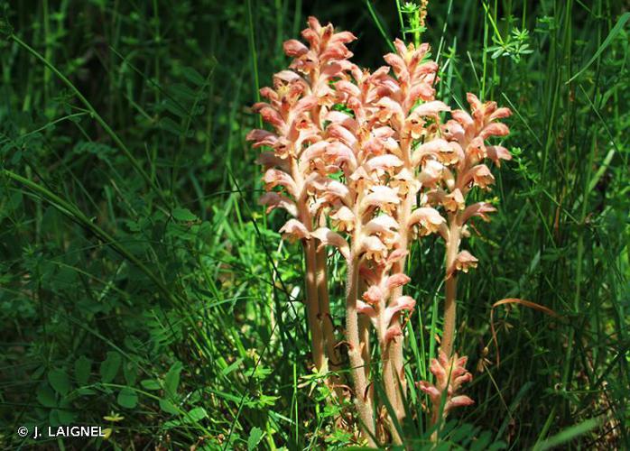 Orobanche giroflée (Orobanche caryophyllacea) © J. LAIGNEL