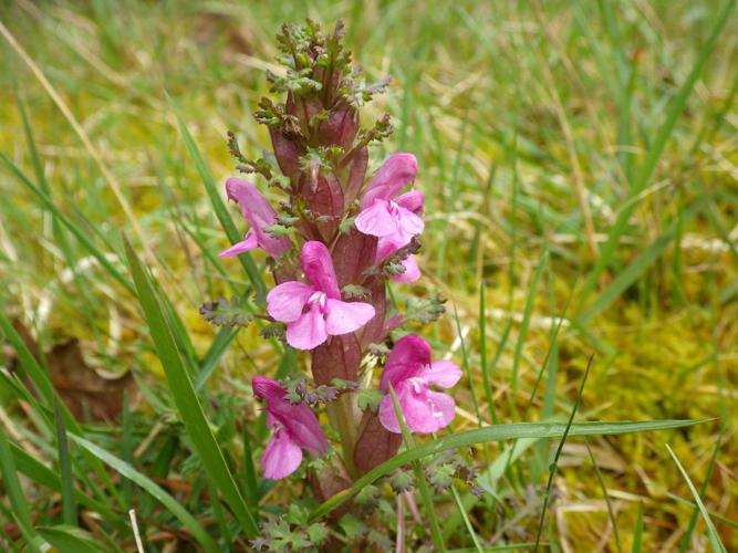 Pédiculaire des bois (Pedicularis sylvatica) © Florent Maufay