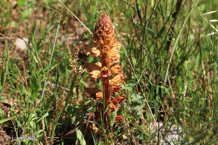 Orobanche des genêts (Orobanche rapum-genistae) © J. LAIGNEL