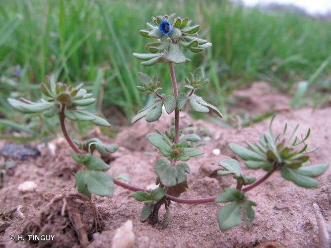 Véronique à feuilles trilobées (Veronica triphyllos) © H. TINGUY