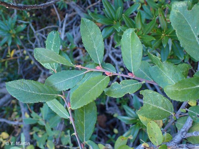 Saule cendré (Salix cinerea) © Y. Martin