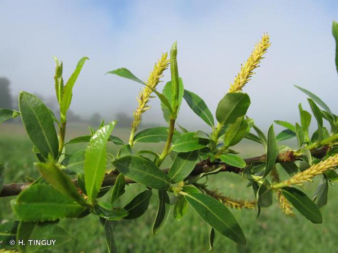 Saule à trois étamines (Salix triandra) © H. TINGUY