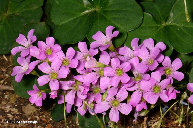 Oxalis articulé (Oxalis articulata) © D. Massemin