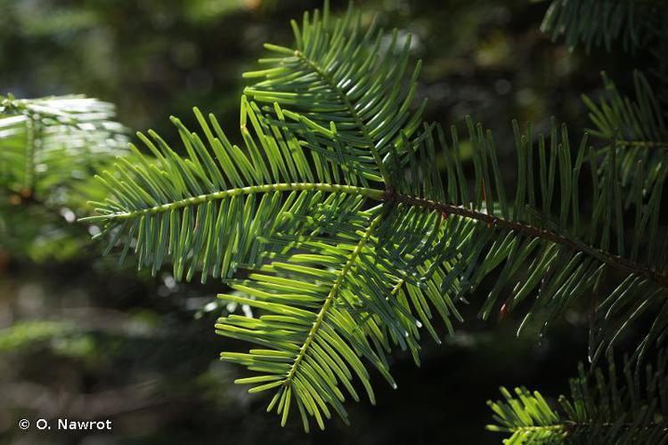 Sapin de Vancouver (Abies grandis) © O. Nawrot