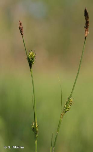 Laîche à épis distants (Carex distans) © S. Filoche