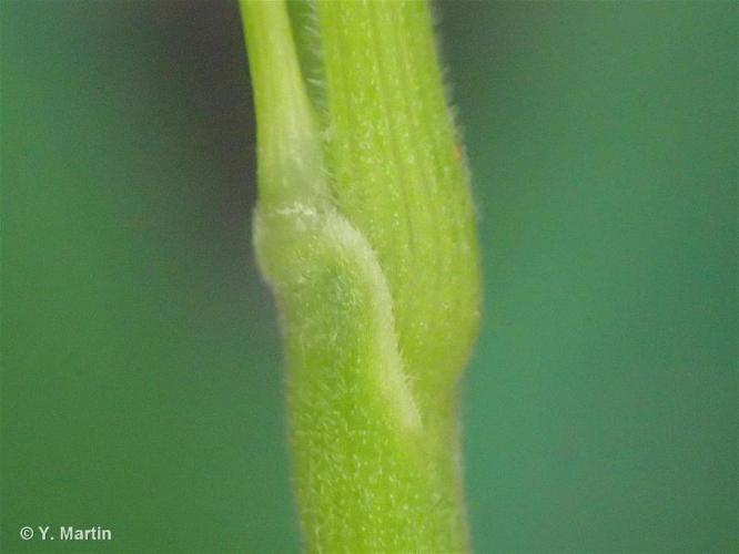 Brome âpre (Bromopsis ramosa subsp. ramosa) © Y. Martin