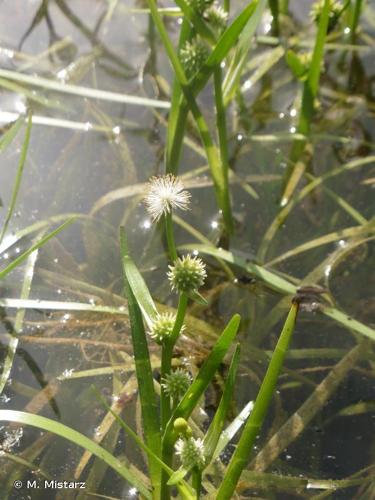 Rubanier nain (Sparganium minimum) © M. Mistarz