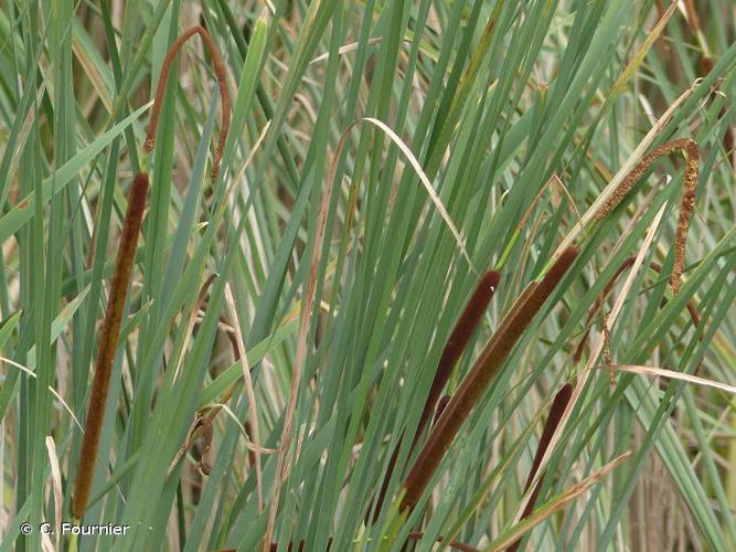 Massette à feuilles étroites (Typha angustifolia) © C. Fournier