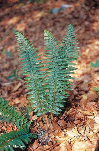 Polystic à aiguillons (Polystichum aculeatum) © S. Filoche