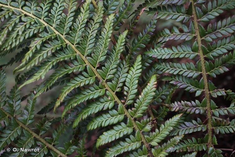 Polystic de Bicknell (Polystichum x bicknellii) © O. Nawrot