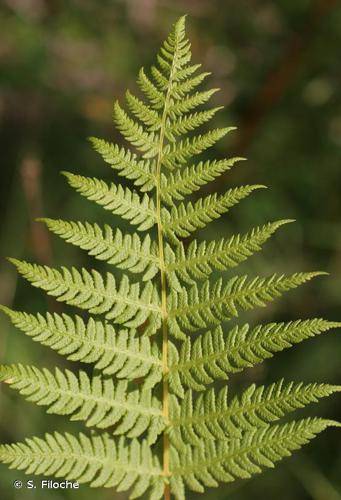 Polystic des montagnes (Oreopteris limbosperma) © S. Filoche