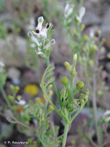 Fumeterre à petites fleurs (Fumaria parviflora) © P. Rouveyrol