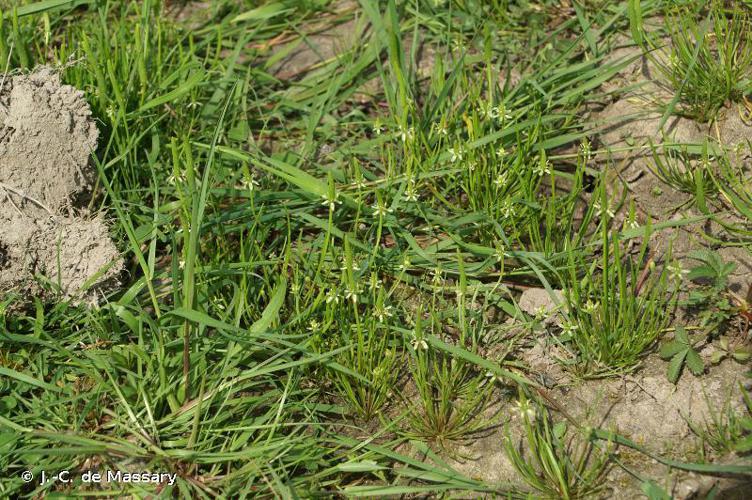 Queue-de-souris naine (Myosurus minimus) © J.-C. de Massary