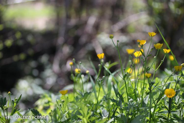 Renoncule des bois (Ranunculus serpens) © E. VALLEZ / CBNSA