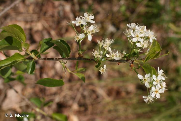 Bois de Sainte-Lucie (Prunus mahaleb) © S. Filoche