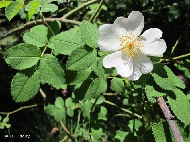 Rosier à fleurs en corymbe (Rosa corymbifera) © H. Tinguy