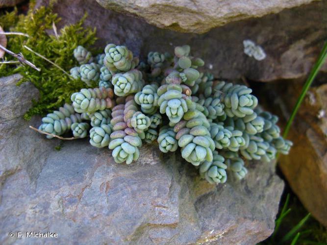 Orpin à feuilles serrées (Sedum dasyphyllum) © F. Michalke