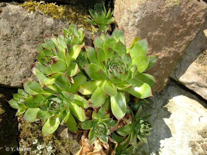 Joubarbe des toits (Sempervivum tectorum) © Y. Martin