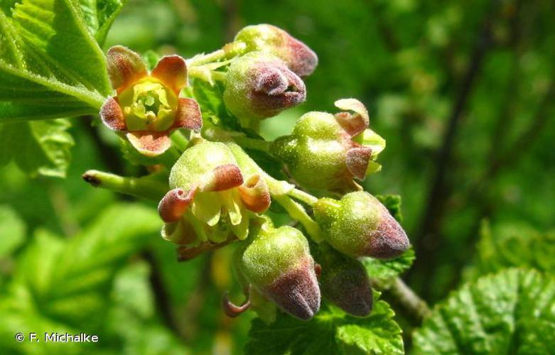 Cassis (Ribes nigrum) © F. Michalke