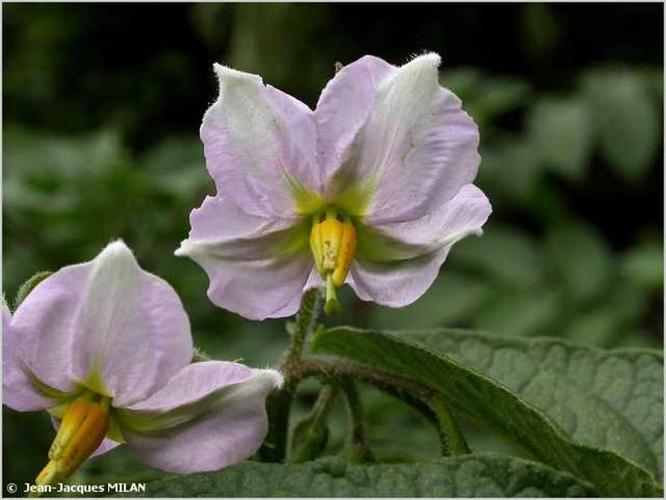 Pomme de terre (Solanum tuberosum) © J.-J. Milan