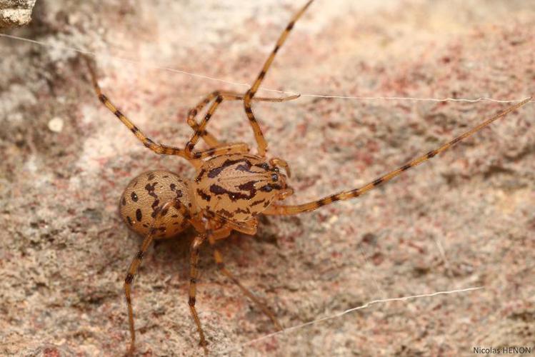 Araignée cracheuse (Scytodes thoracica) © Nicolas Henon