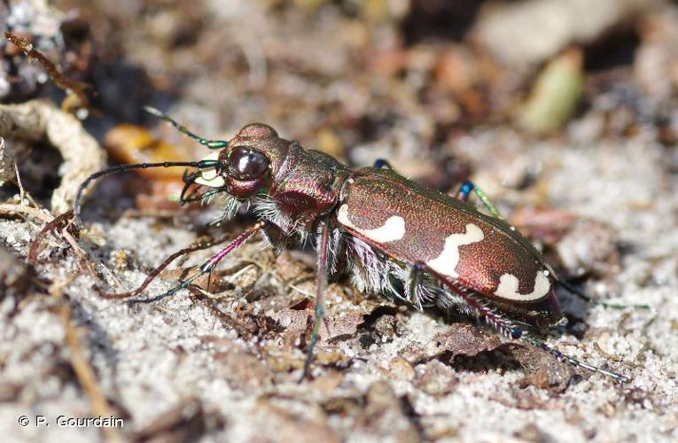 Cicindèle hybride (Cicindela hybrida) © P. Gourdain