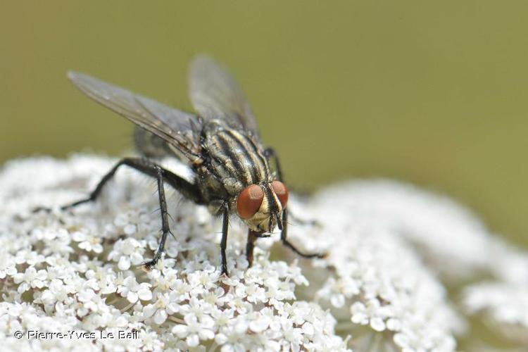 Mouche à damier (Sarcophaga carnaria) © Pierre-Yves Le Bail