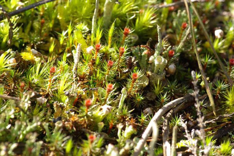 Polytrichum piliferum © P. Gourdain