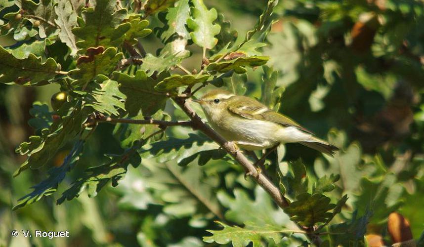 Pouillot à grands sourcils (Phylloscopus inornatus) © V. Roguet