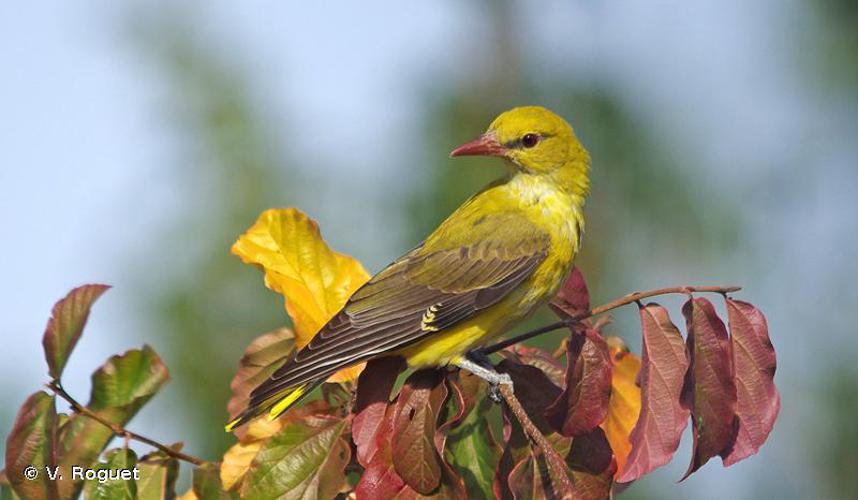 Loriot d'Europe (Oriolus oriolus) © V. Roguet