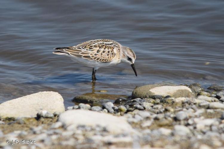 Bécasseau minute (Calidris minuta) © J.P. Siblet