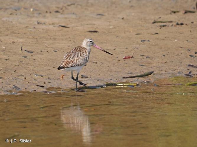 Barge rousse (Limosa lapponica) © J.P. Siblet