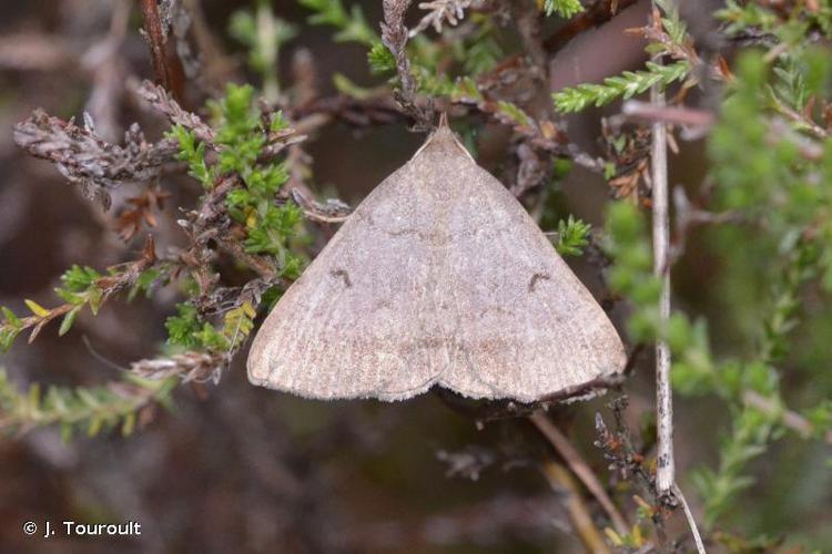 Herminie plumeuse (L') (Zanclognatha lunalis) © J. Touroult