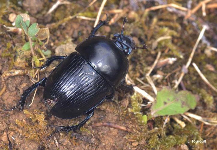 Geotrupes puncticollis © J. Touroult