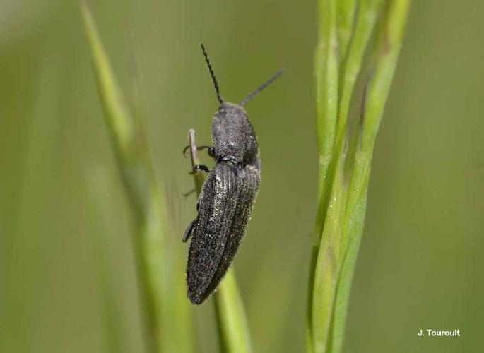 Cidnopus pilosus © J. Touroult