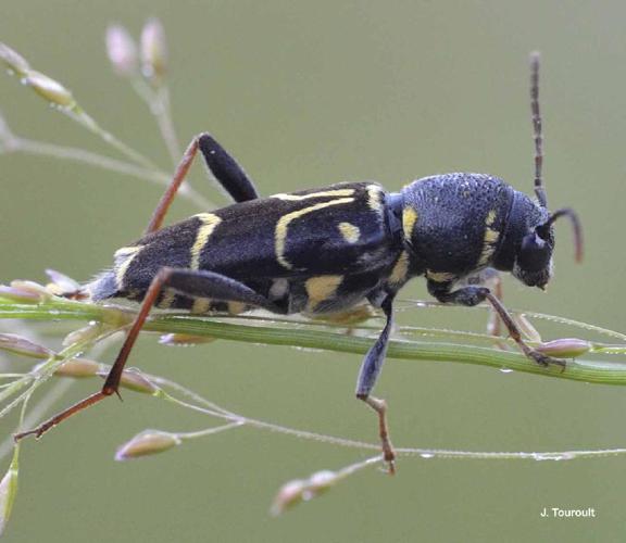 Xylotrechus antilope © J. Touroult