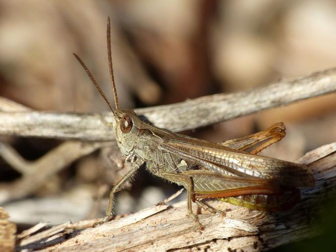 Criquet mélodieux (Chorthippus biguttulus) © Morvan Debroize